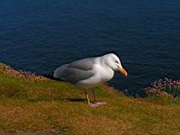 Mouette (Photo F. Mrugala) (4)